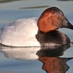 Canvasback